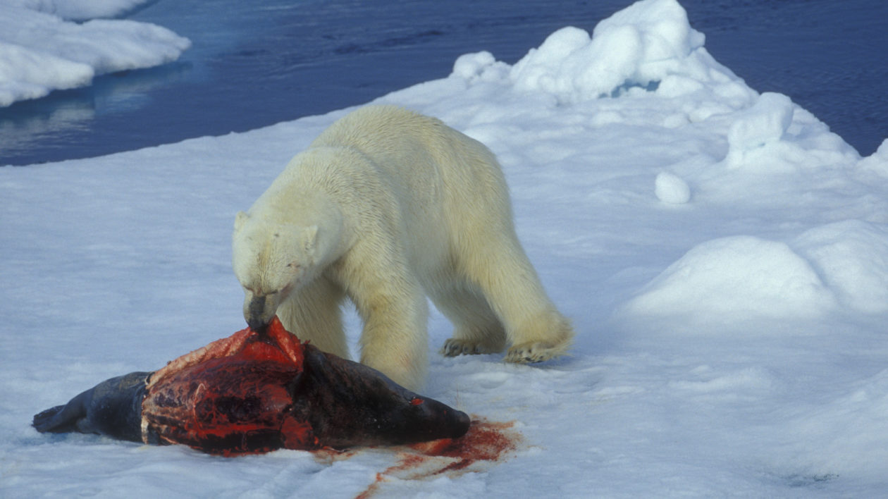 polar bear eats a harp seal 