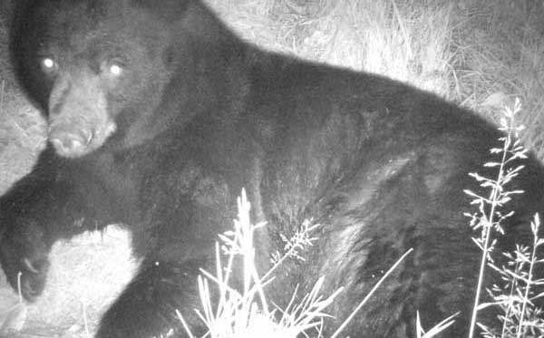 The black bear naps underneath the camera trap in Idaho's Kootenai Valley.