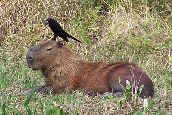 A Pantanal capybara. Photo: Matt Miller/TNC