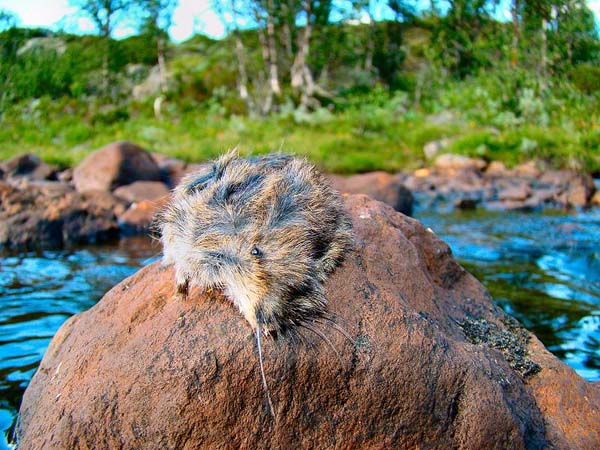 The Myth of Suicidal Lemmings