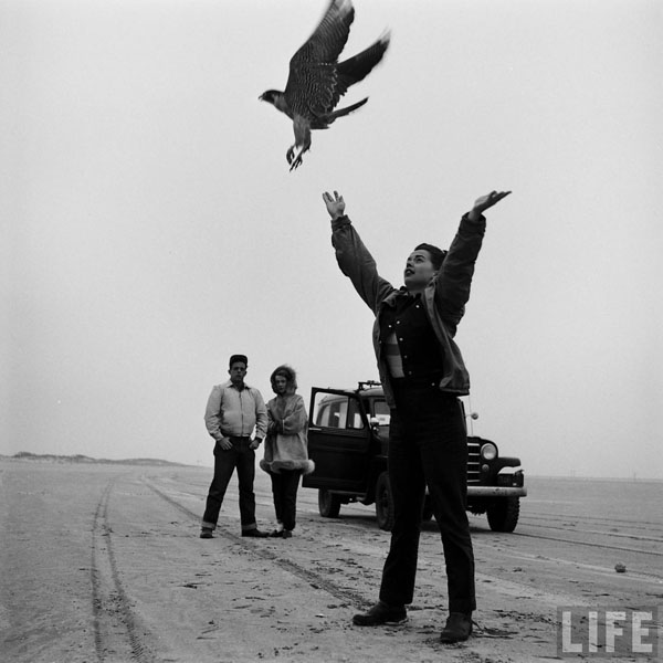 A sucessful peregrine release! Efforts like these have paid off for falcon conservation.