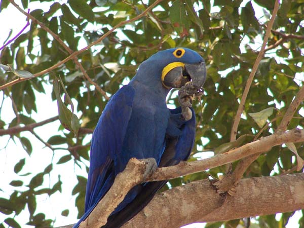 Hyacinth macaw. Photo: Matt Miller/TNC