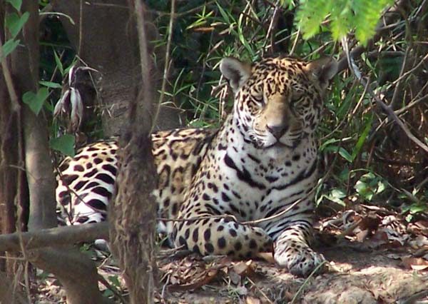 How to Spot Jaguars in the Wild