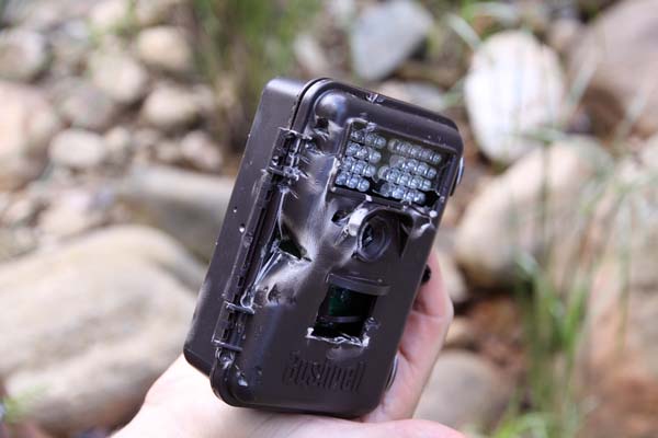 mathews damaged camera trap