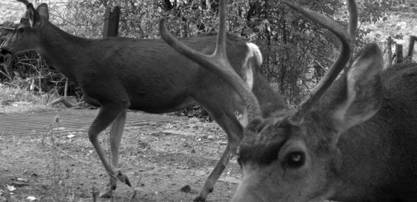 Camera traps help track the seasonal movements of wildlife like mule deer.