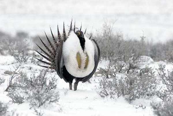 Male sage grouse begin their dramatic display before the snow melts. Photo: Bob Griffith