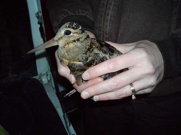 Woodcock, a similar bird, can also be captured using 