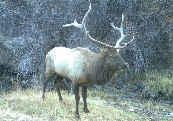 ZPP Coyote Pasture