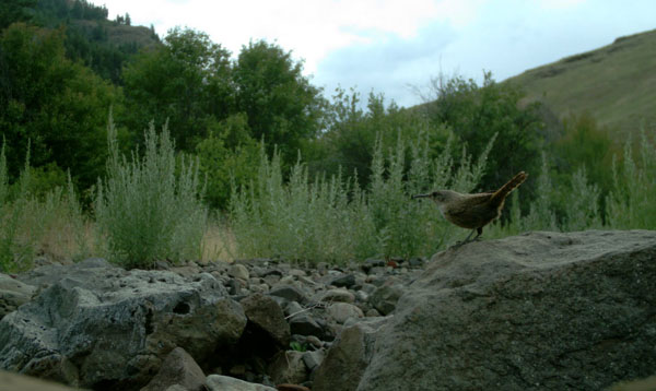 ZPP Camp Creek Canyon