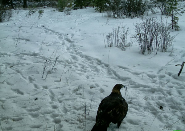 Golden Eagle (Aquila chrysaetos)