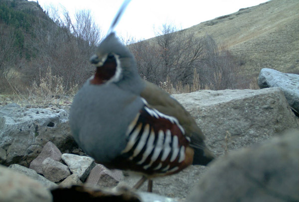 Mountain Quail (Oreortyx pictus)