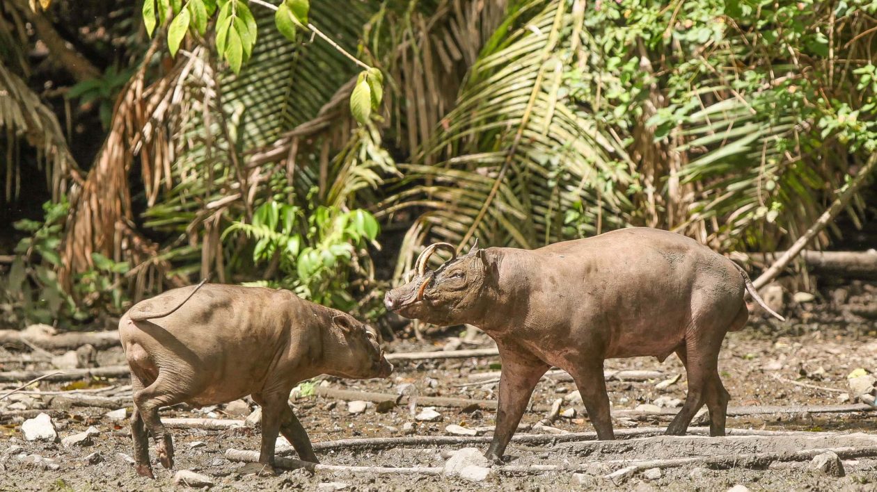 Babirusa Impaled