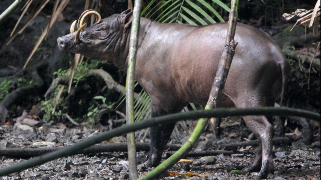 a large babirusa with curved horns in the forest