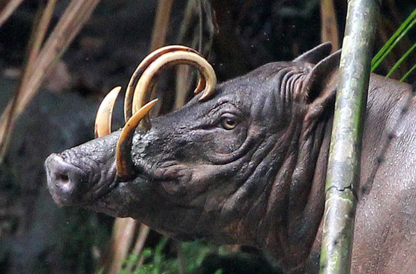 Babirusa: Conserving the Bizarre Pig of the Sulawesi Forest