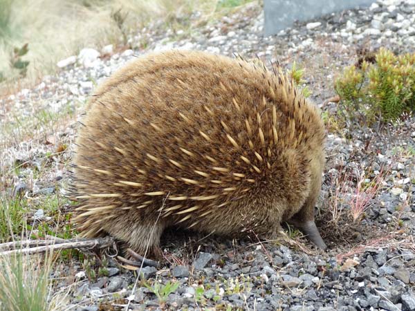 Echidna. Photo: Ali Green/TNC