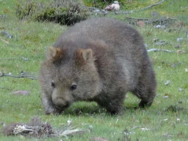 Wombat. Photo: Alison Green/TNC