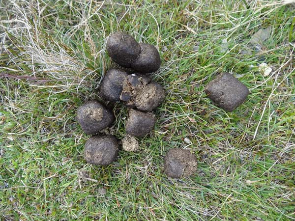 Who poos cubes? Photo: Alison Green/TNC
