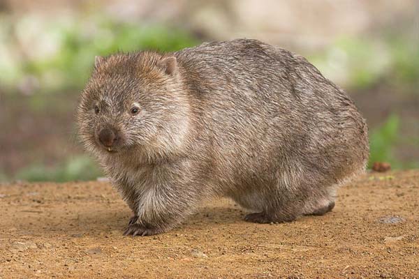 The amazing wombat. Photo: JJ Harrison on Wikimedia Commons
