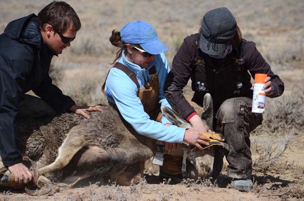 A mule deer capture in Wyoming. Photo: Mark Gocke, WGFD