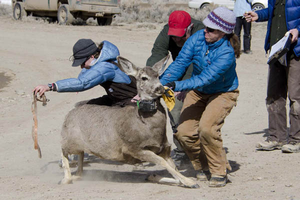 Teams to measure, weigh, and take blood samples from each deer. Photo: Mark Gocke, WGFD