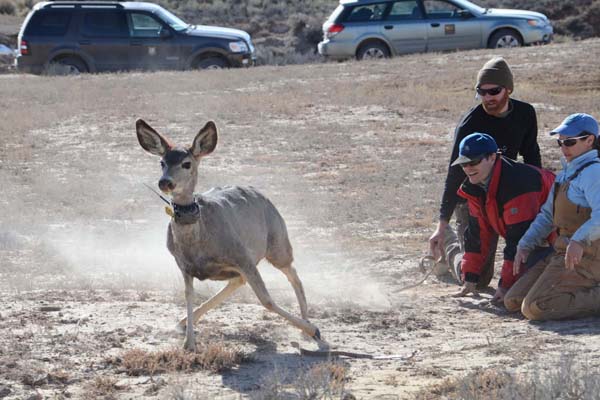 More data means better mule deer conservation. Photo: Mark Gocke, WGFD