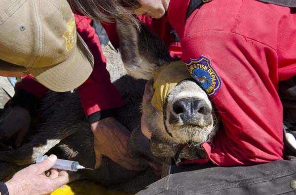 Mule deer are not sedated, but a hood helps keep them calm. Photo: Mark Gocke, WGFD