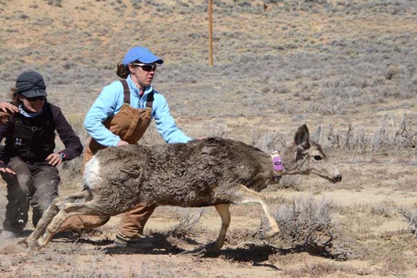 A mule deer is released back into the wilds of Wyoming. Photo: Mark Gocke, WGFD