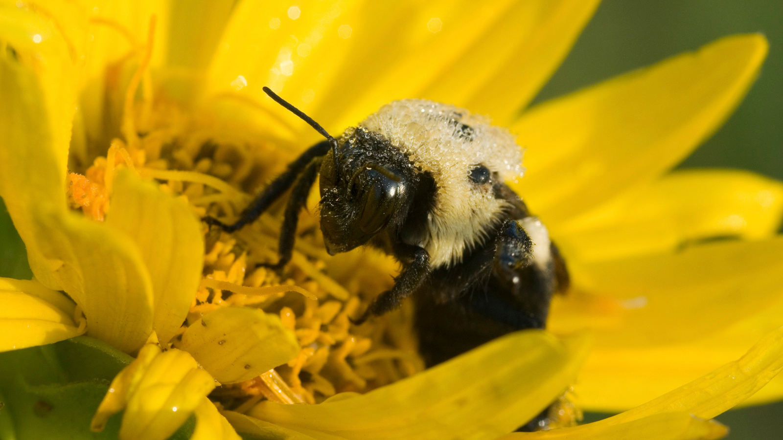 The American bumblebee is on the decline