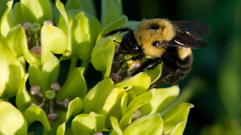 The plight of the bumble bee  Forest Preserve District of Will County