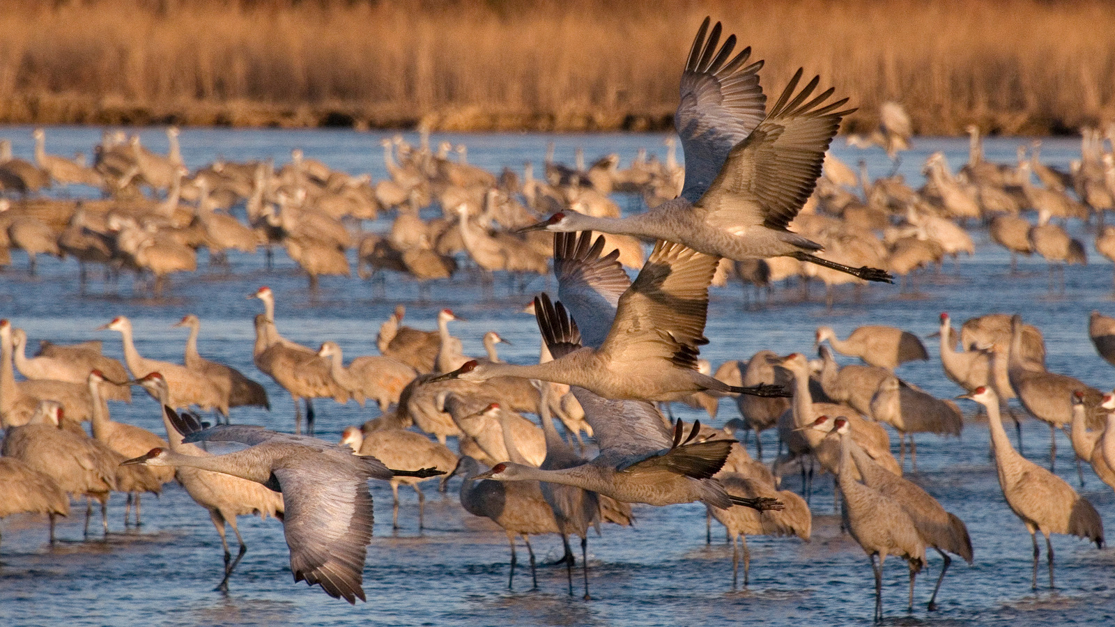 Best Time to See Sandhill Crane Migration in Alaska 2024 