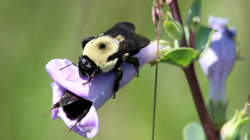 Common Eastern Bumble Bee, Nature of the Lake