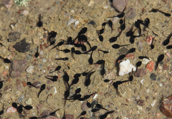 Amargosa toad tadpoles in a newly-restored section of the river. Photo: Matt Miller/TNC