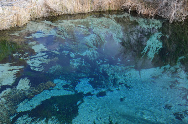 The beautiful blue springs of Ash Meadows would have been pumped to supply the new city. Photo: Scott Morrison/TNC