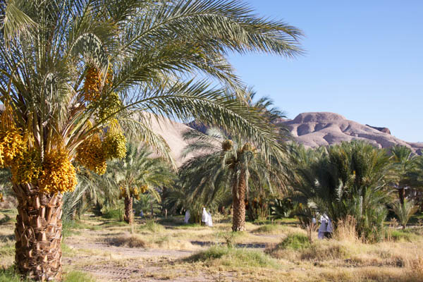 The China Ranch date farm, protected through conservation easement. Photo: Bill Christian/TNC