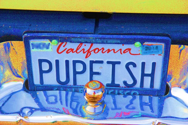 Wanted: more pupfish fans. Photo: Matt Miller/TNC