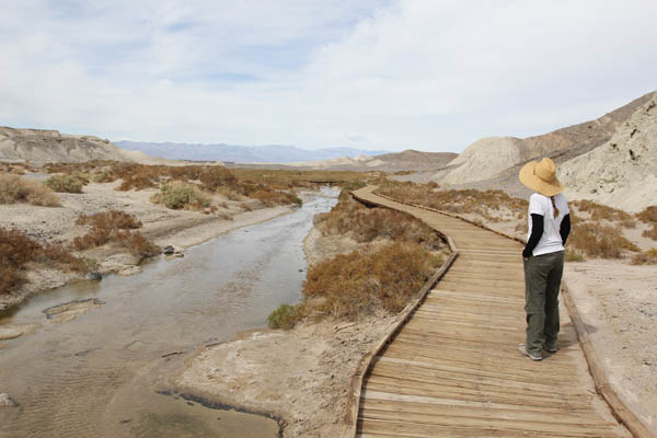 Pupfish viewing area along Salt Creek in Death Valley National Park. Photo: Matt Miller/TNC