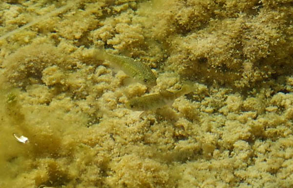 The Warm Springs pupfish, an endemic species found at Ash Meadows. Photo: U.S. Fish and Wildlife Service