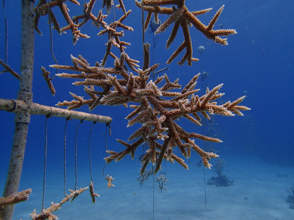 Coral tree nursery at Cane Bay. Photo: Kemit-Amon Lewis/TNC