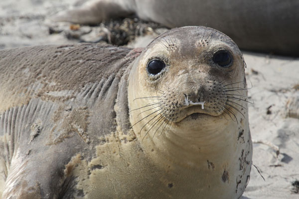 Northern elephant seal populations have staged a dramatic recovery. Photo: Matt Miller/TNC