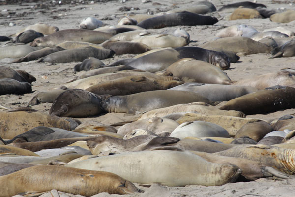 The elephant seal population continues to grow by 25 percent each year in California. Photo: Matt Miller/TNC