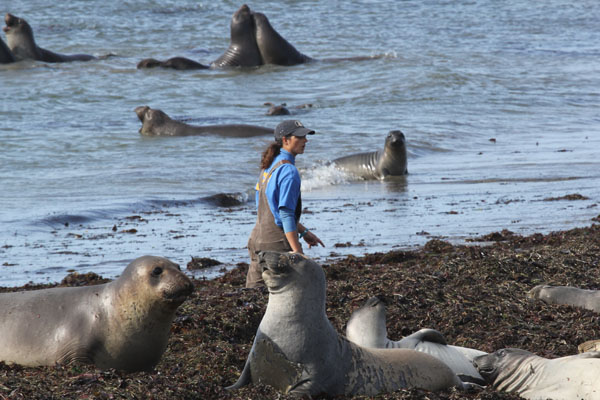 A researcher from UC-Santa Cruz searches for a potentially injured elephant seal. Photo: Matt Miller/TNC