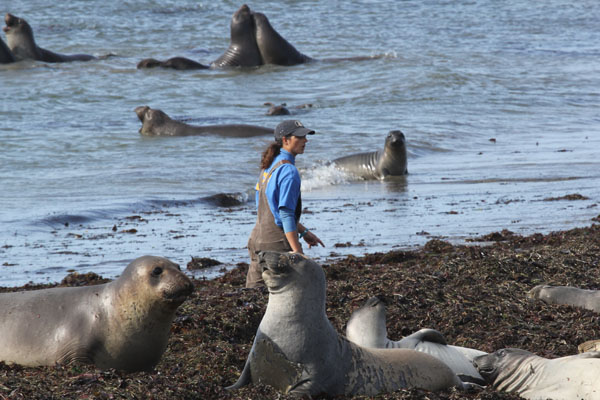 Northern Elephant Seals A Dramatic Conservation Success