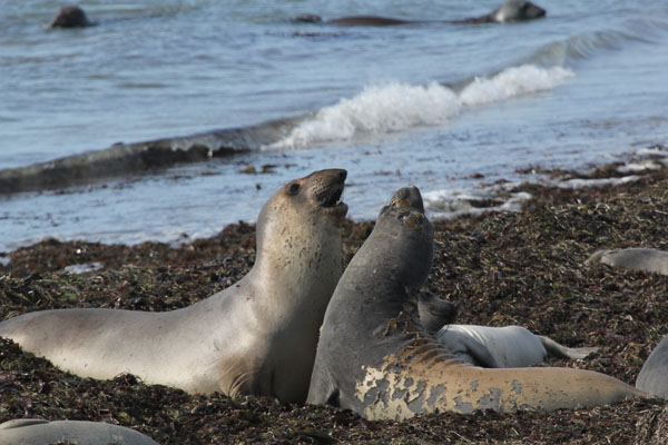 Young male elephant seals engage in a mock battle. Photo: Matt Miller/TNC