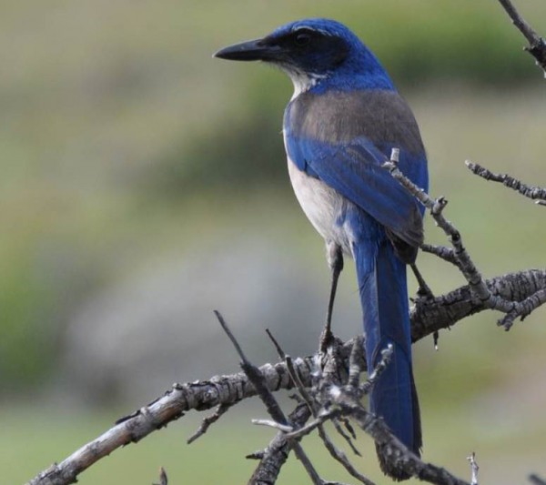 The island scrub-jay -- photographed here on Santa Cruz Island -- once inhabited other islands in the chain. Photo credit: C.K. Ghalambor