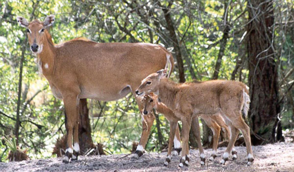 Nilgai cow and calves. Photo: Wikimedia user Ejdzej under a Creative Commons license.