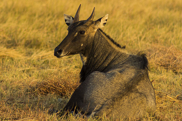 Nilgai: Blue Antelope of the Anthropocene