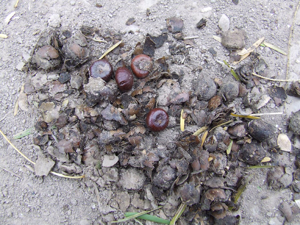 A pile of coyote scat with many sabal palm seeds. Photo: Max Pons/TNC