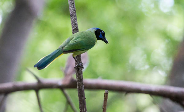 Green jay. Photo: © Paul Queneau, pqphoto.net