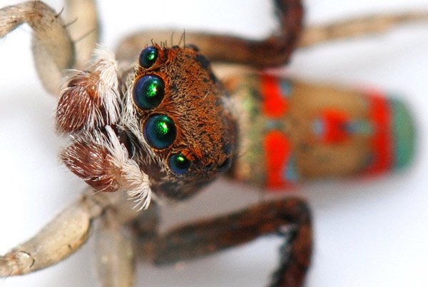 Peacock spider. Photo: Flickr user Jean and Fred under a Creative Commons license.