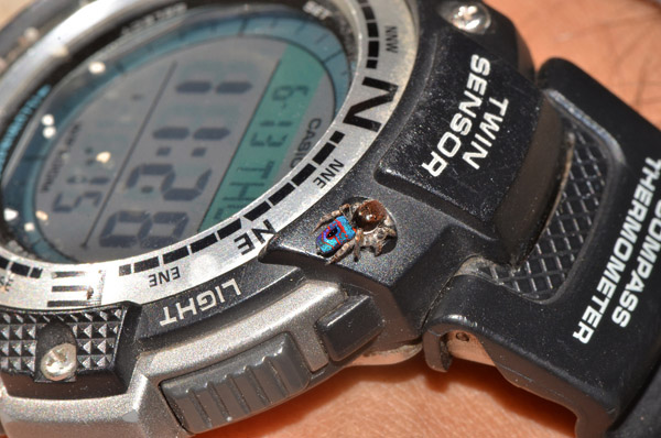 Peacock spider shown on a watch for scale. Photo: Flickr user Jean and Fred under a Creative Commons license.